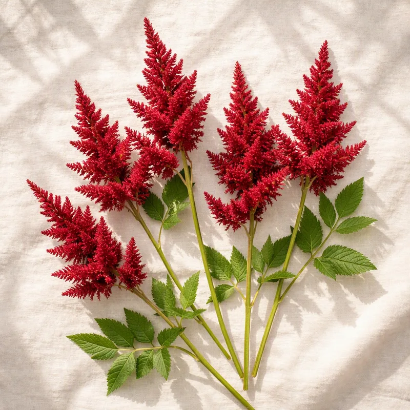 Astilbe - rouge - image 4