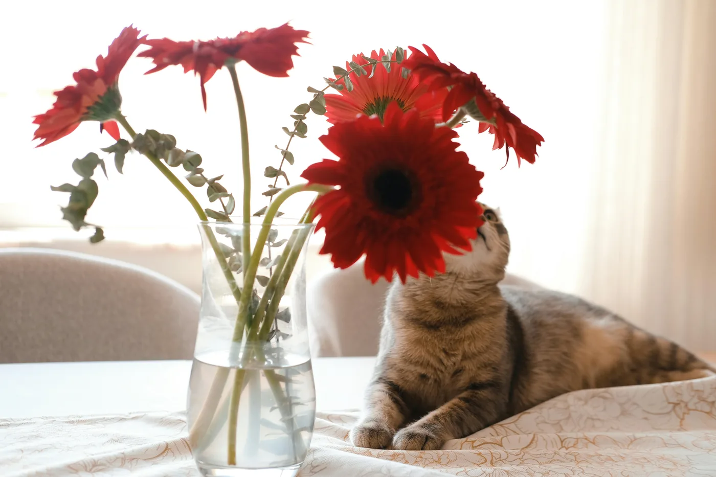 Chat près d'un vase de gerberas rouges sur une table, le gerbera est souvent un choix plus sûr dans les foyers avec animaux