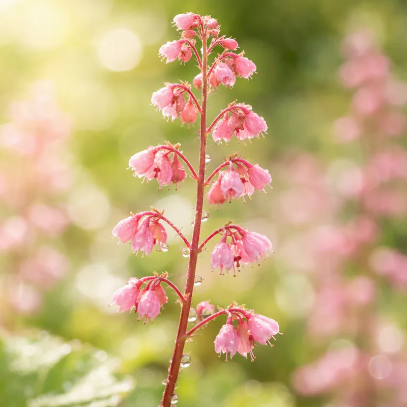 Heuchère rose - feuilles brun rosé en gros plan