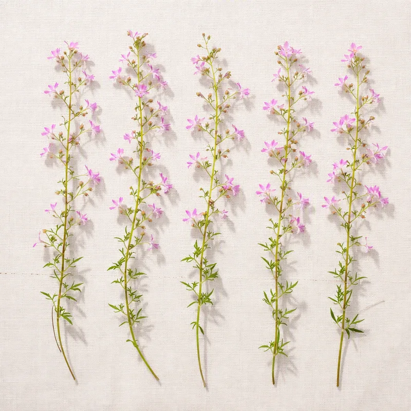 Lobélie - rose - image 4