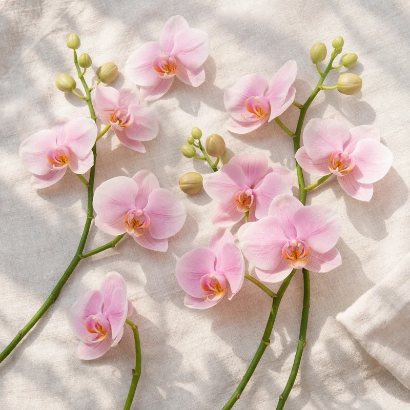 Orchidée papillon - rose - image 4