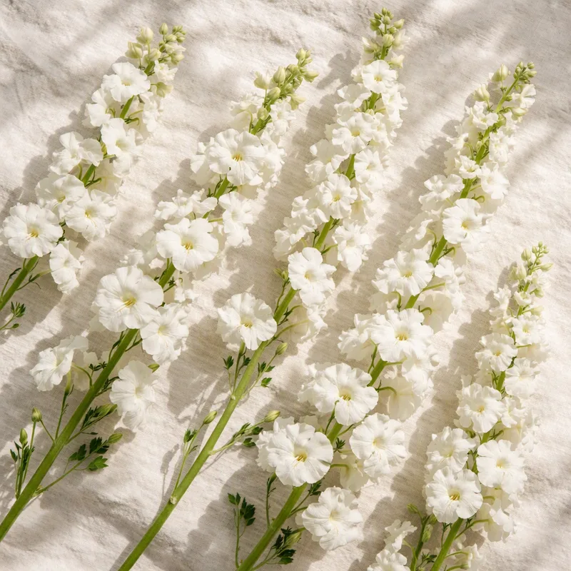 Pied d'alouette - blanc - image 4